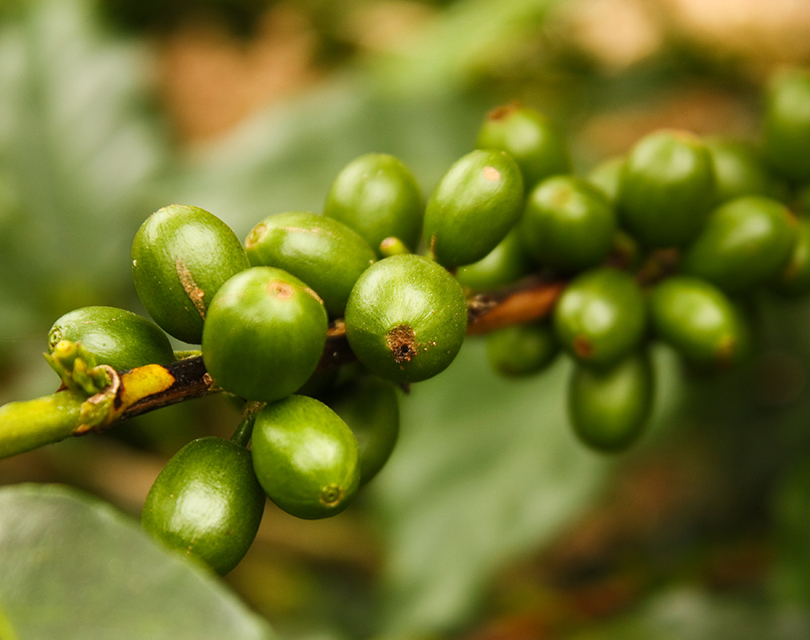 Green Coffee Bean Extract To Support Weight Management