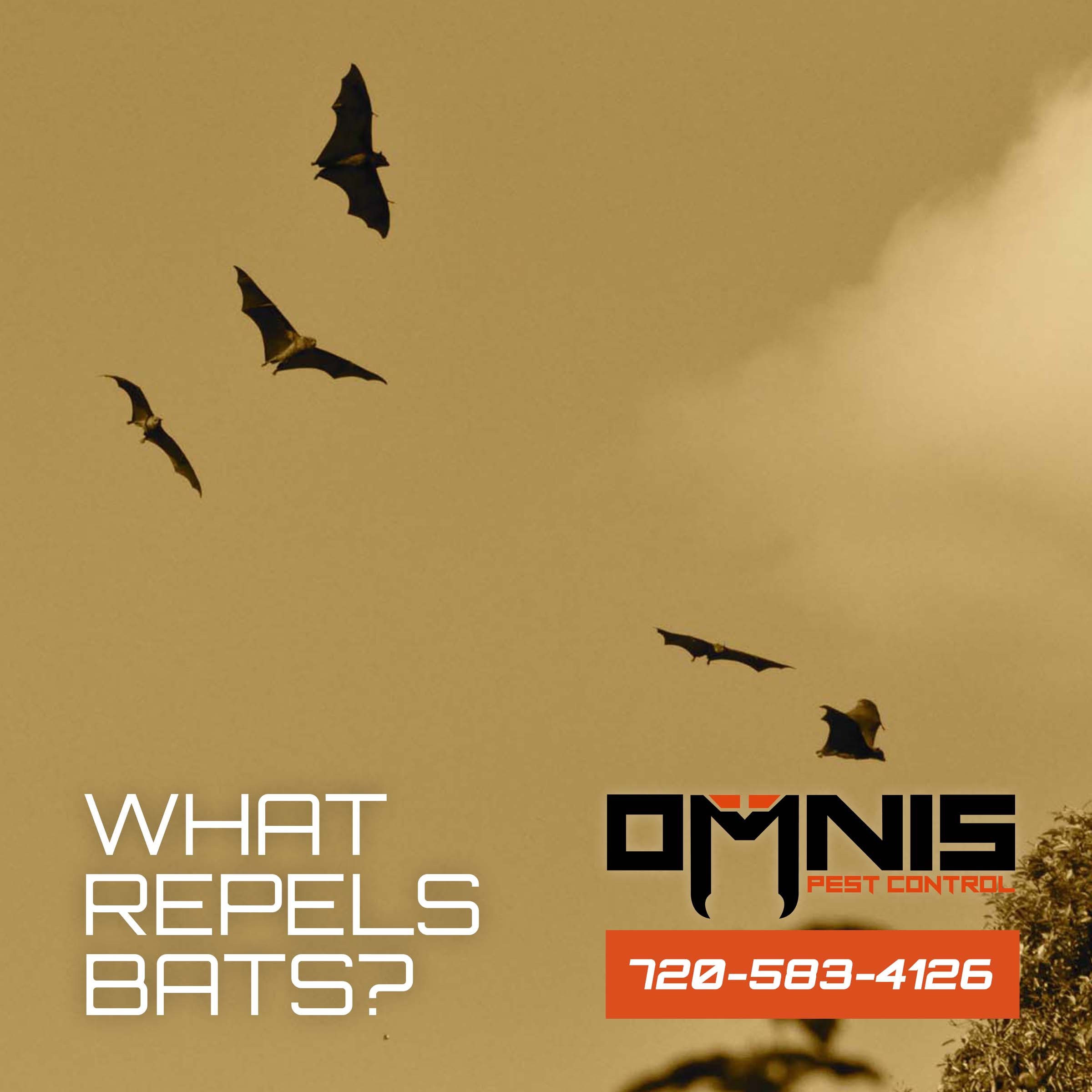 What Repels Bats? OMNIS Pest Control