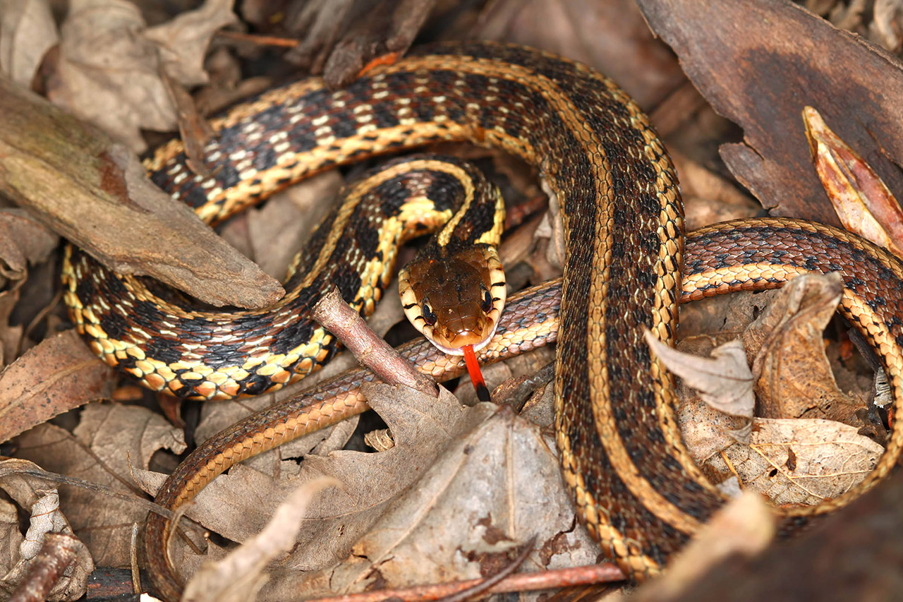 What Snakes Are Poisonous in Colorado? OMNIS Pest Control