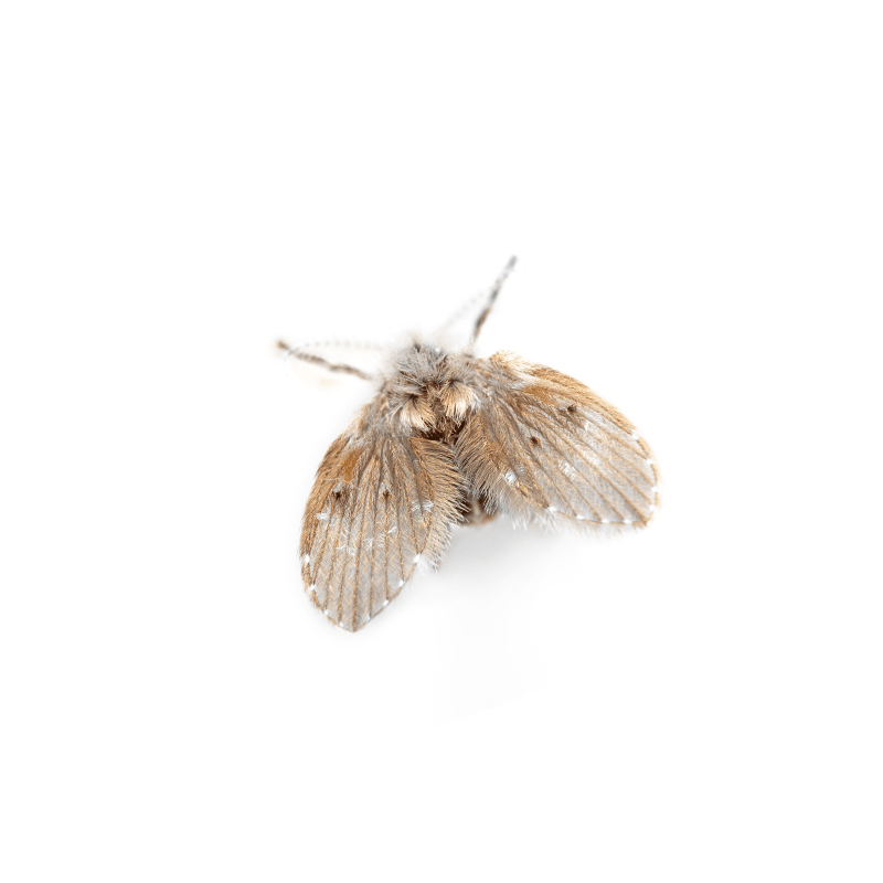 Pantry Pests Flies and Gnats OMNIS Pest Control