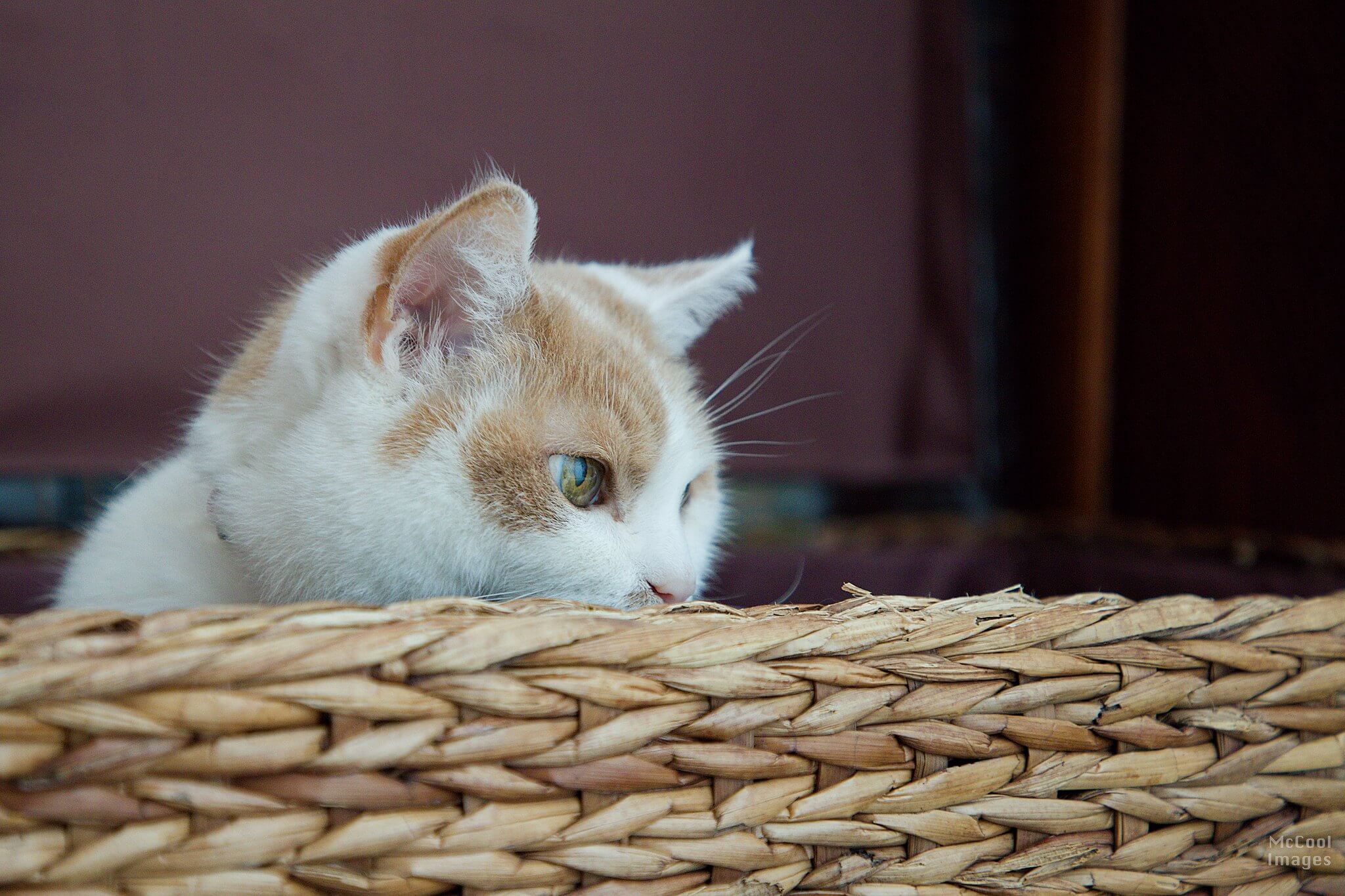 Omro Animal Hospital Gallery Vet clinic in Omro, Wisconsin 54963