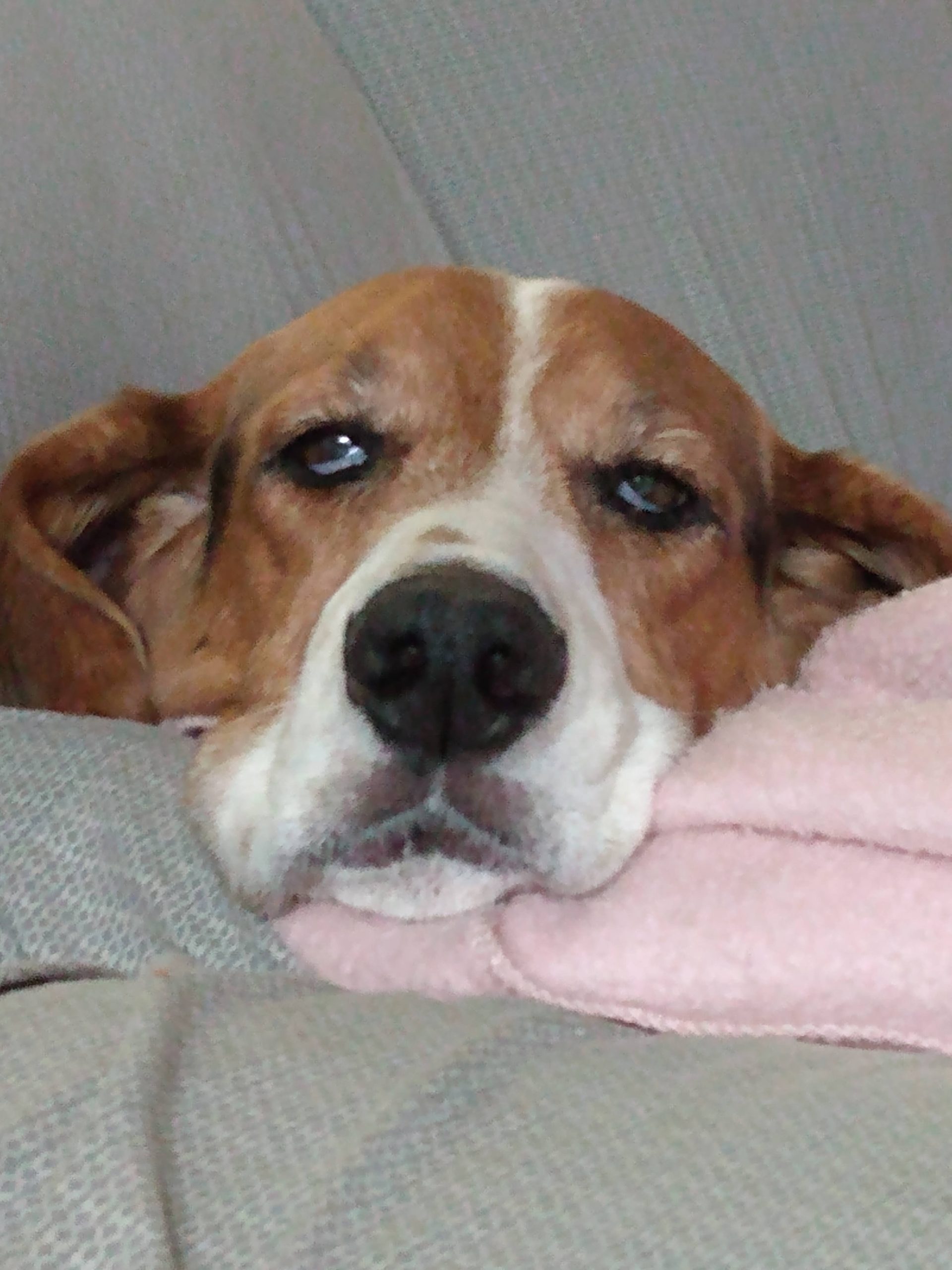 Omro Animal Hospital Gallery Vet clinic in Omro, Wisconsin 54963