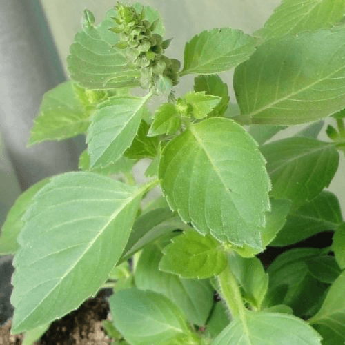 Basilic sacré bio ÔmSens huiles essentielles bio