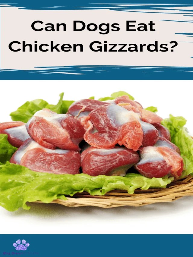 Is Chicken Gizzard Good For Dogs