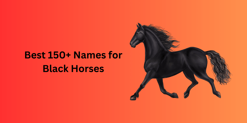 Best 150+ Names for Black Horses