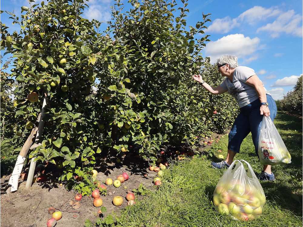 Ontario Apple Growers Sweet, bumper apple crop ready for picking