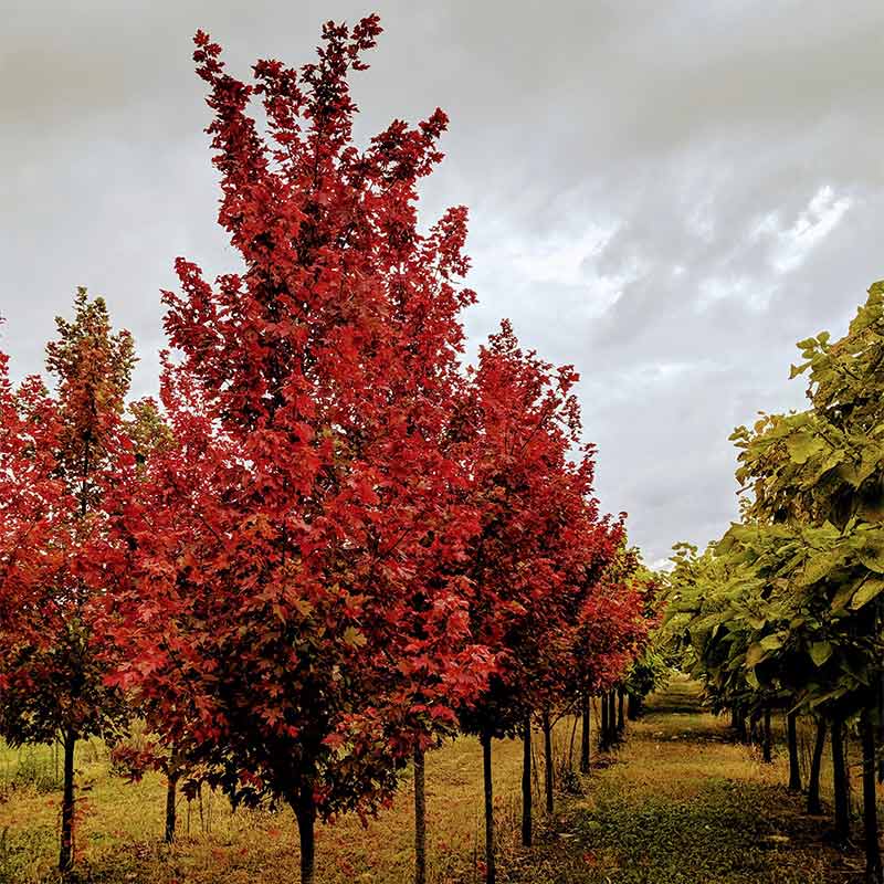 Wholesale Services Onarga Nursery Company