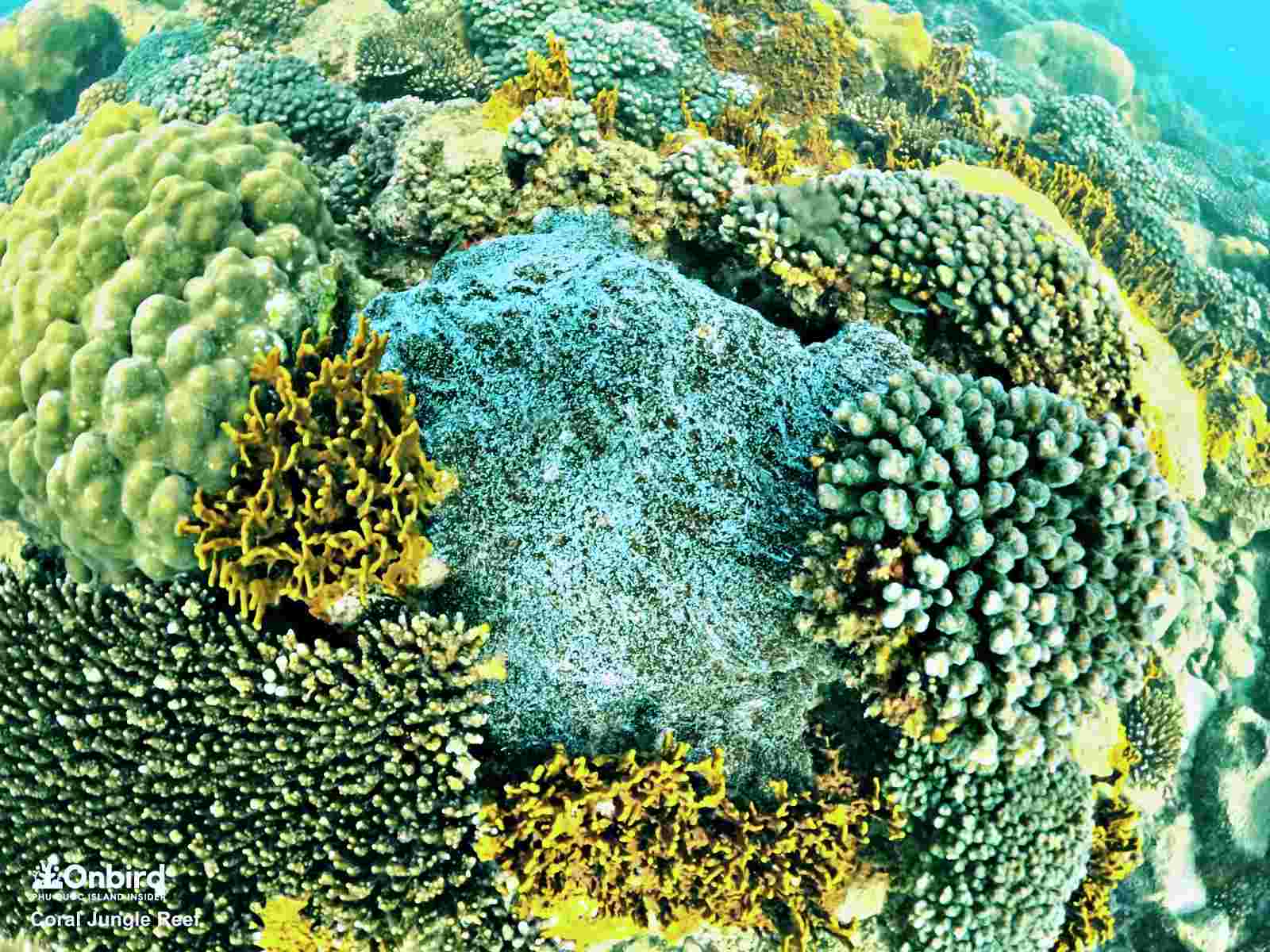 HOW DO CORALS REPRODUCE? FACTS YOU MIGHT NOT KNOW OnBird Phu Quoc
