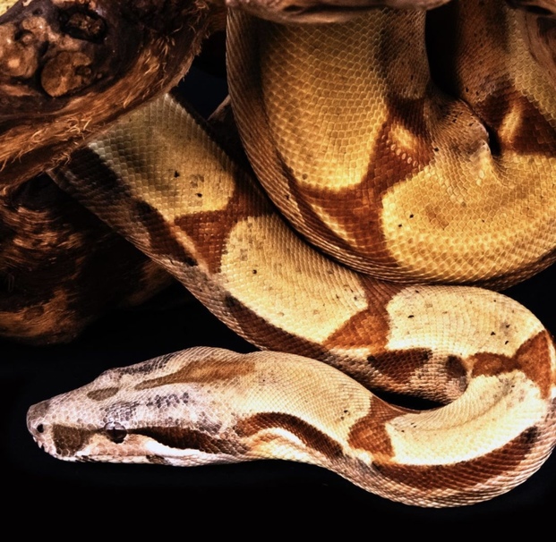 Boa Constrictor Description, Size, Subspecies, & Facts Once in a Wild
