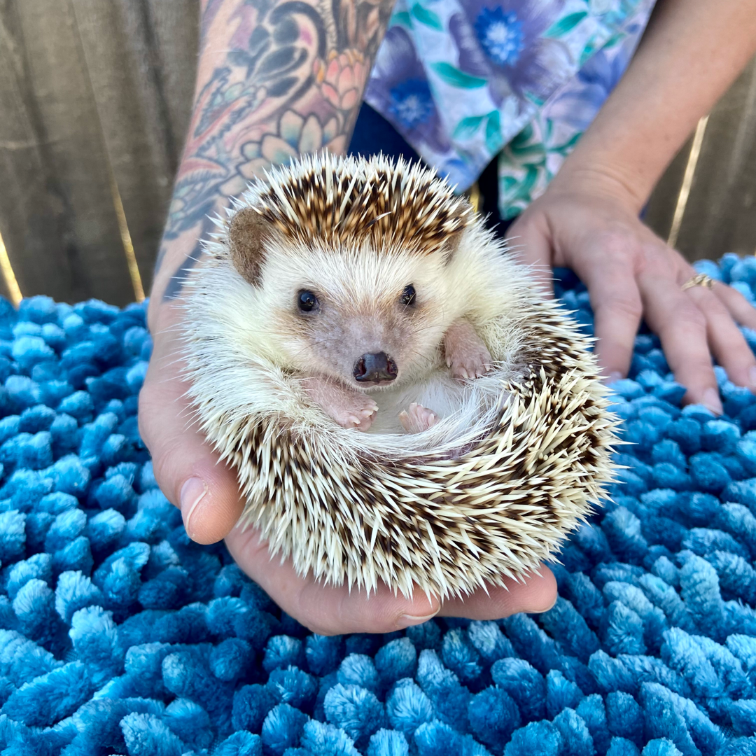 New Braunfels Pet Fest Once in a Wild