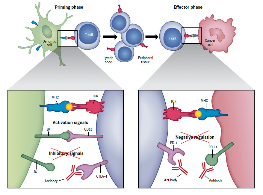 Role of AntiPD1/PDL1 Immunotherapy in Cancer Page 3