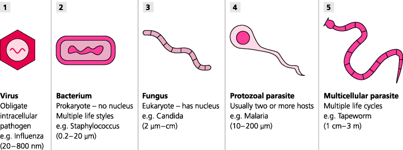 Infection And Immunity | Oncohema Key