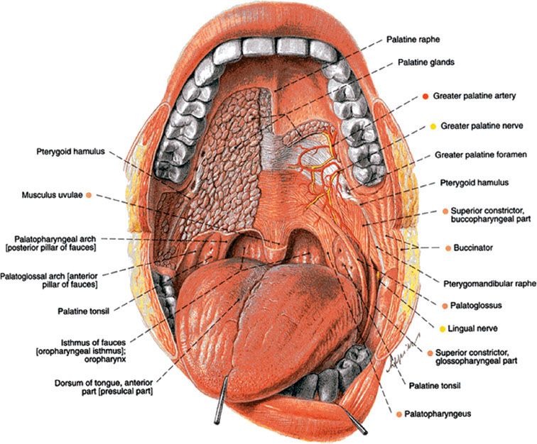 Oral Cavity Oncohema Key