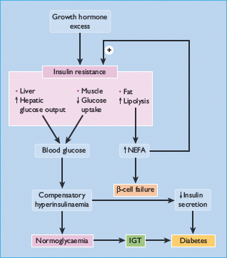 Endocrine Disorders That Cause Diabetes | Oncohema Key