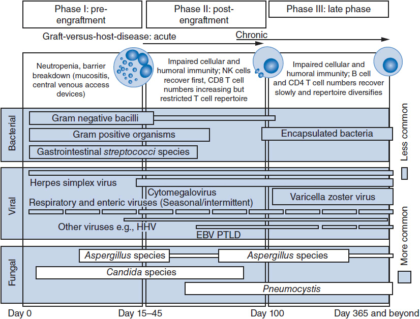 Overview of Clinical Bone Marrow Transplantation Oncohema Key