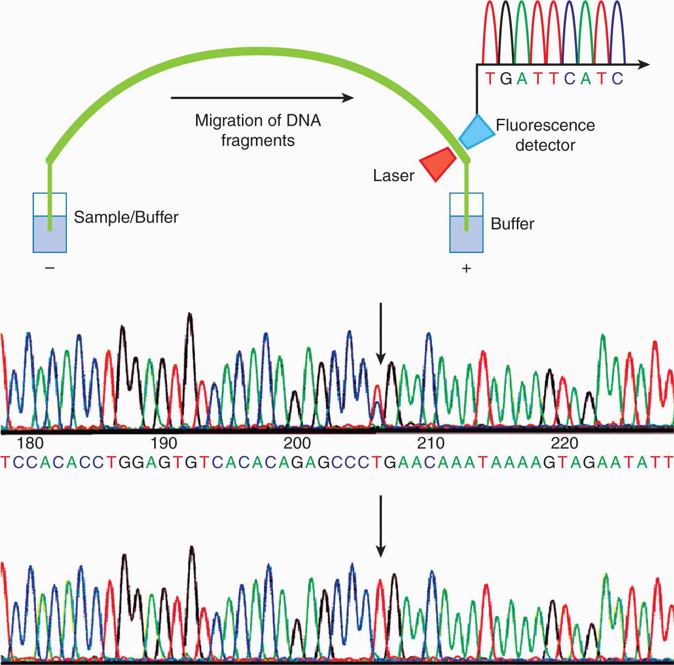 Methods of Molecular Analysis Oncohema Key