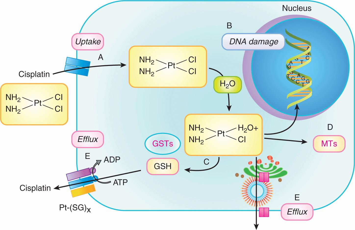 Drug Resistance Oncohema Key