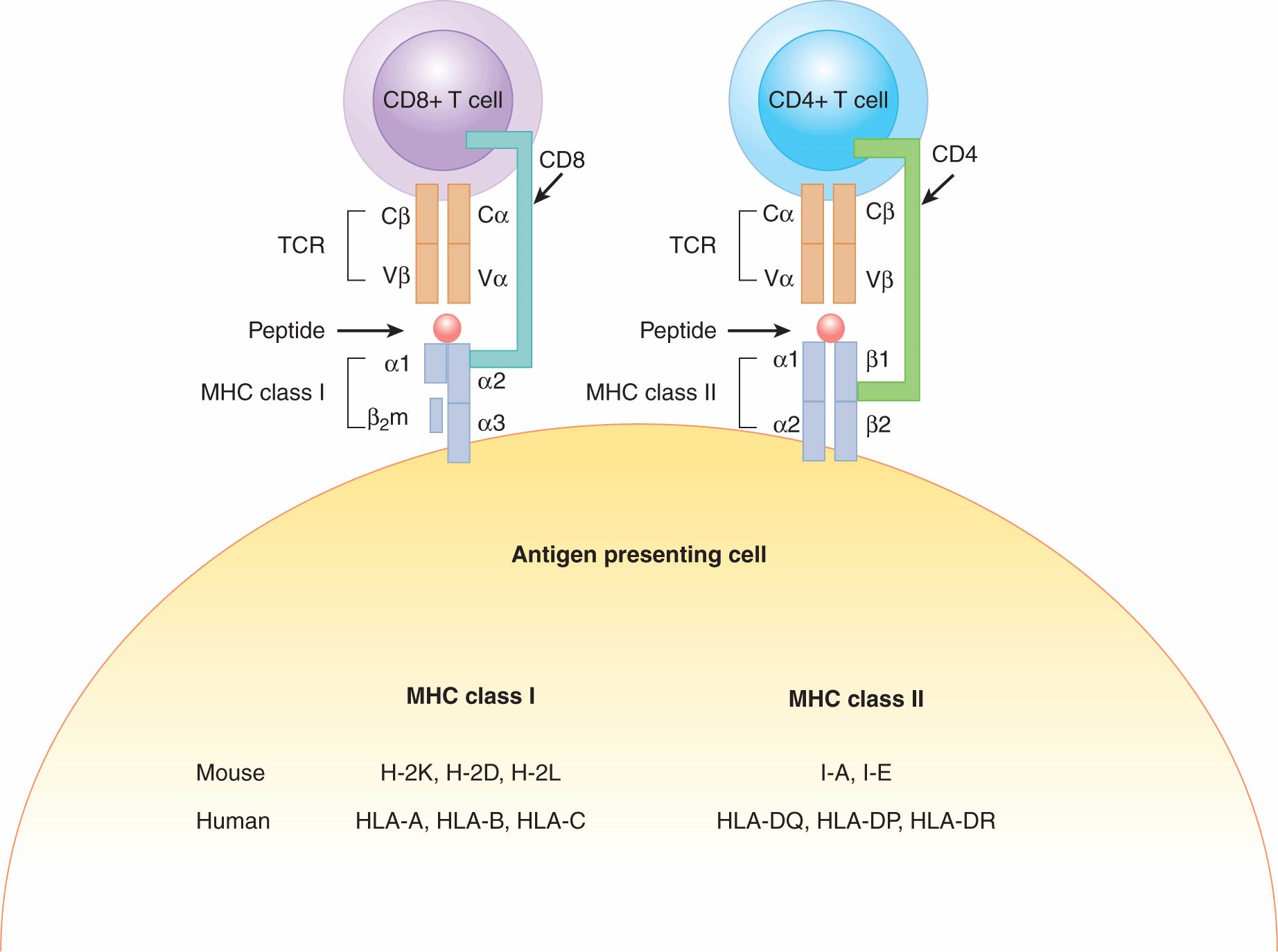 The Immune System and Immunotherapy Oncohema Key