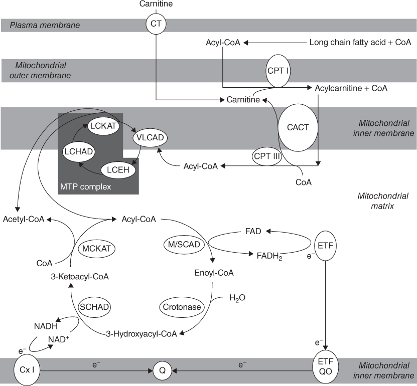 Disorders of Mitochondrial Energy Metabolism, Lipid Metabolism and