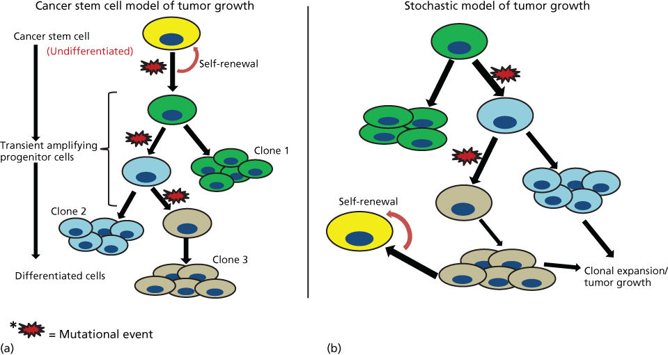 Cancer stem cells Oncohema Key
