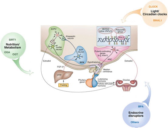 Maturation Of The Hypothalamic Pituitary Ovarian Axis And The Onset Of 