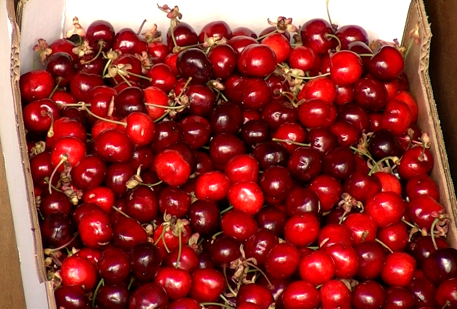 Produtores de cereja da região temem uma campanha com dificuldades no