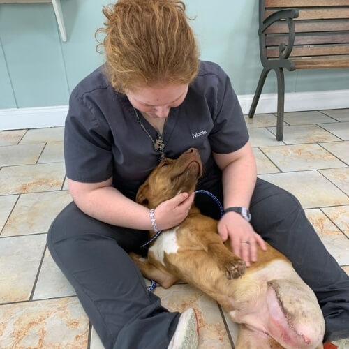 Veterinarian in Baton Rouge, LA 70816 O'Neal Lane Pet Hospital