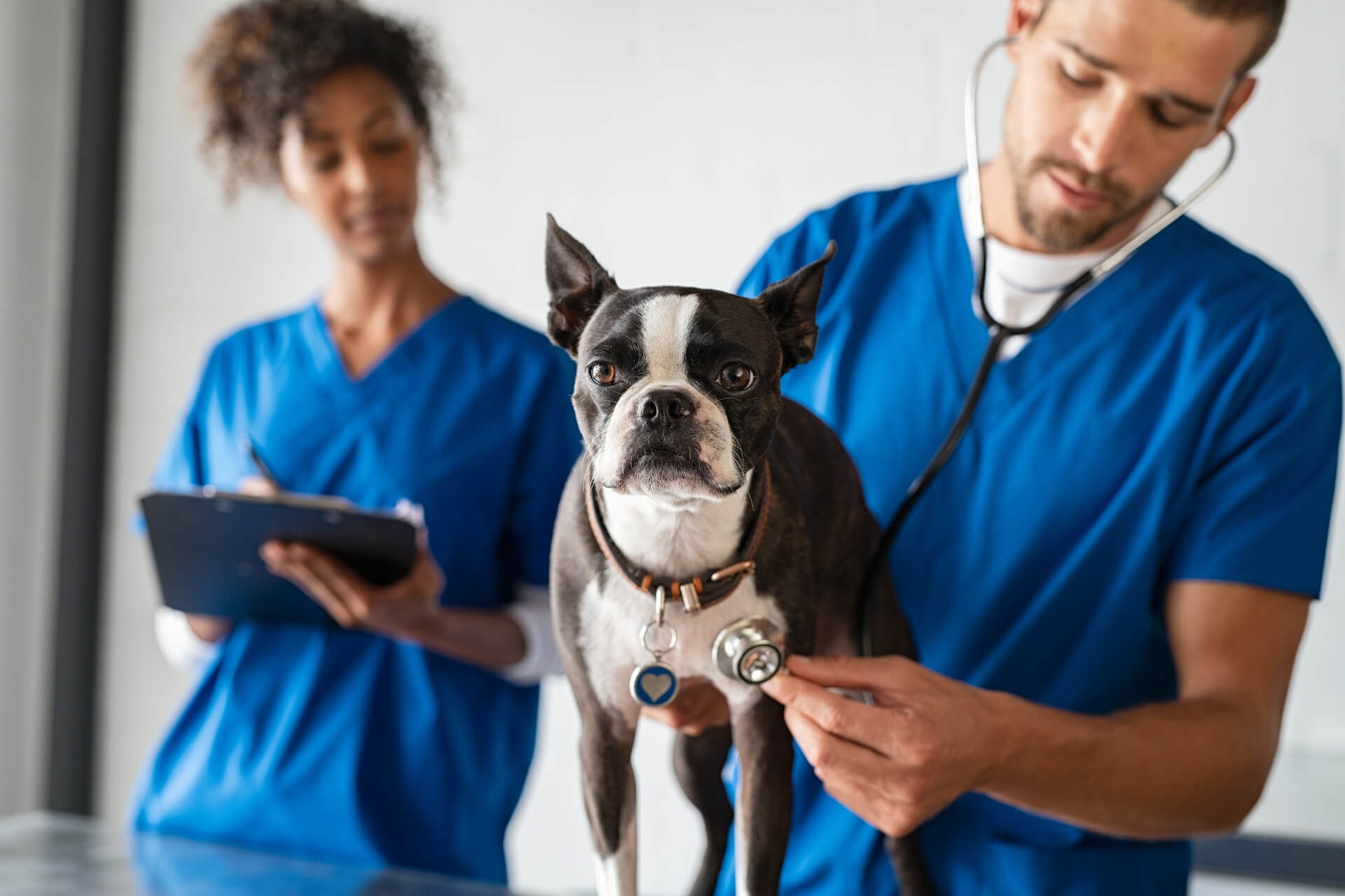 Veterinarian in Baton Rouge, LA O'Neal Lane Pet Hospital