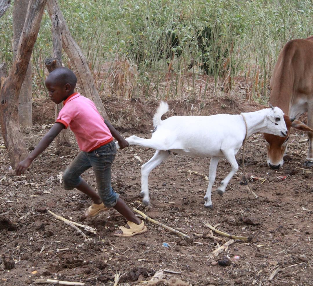 Wrestling with a goat and tending to animals is just one of the many