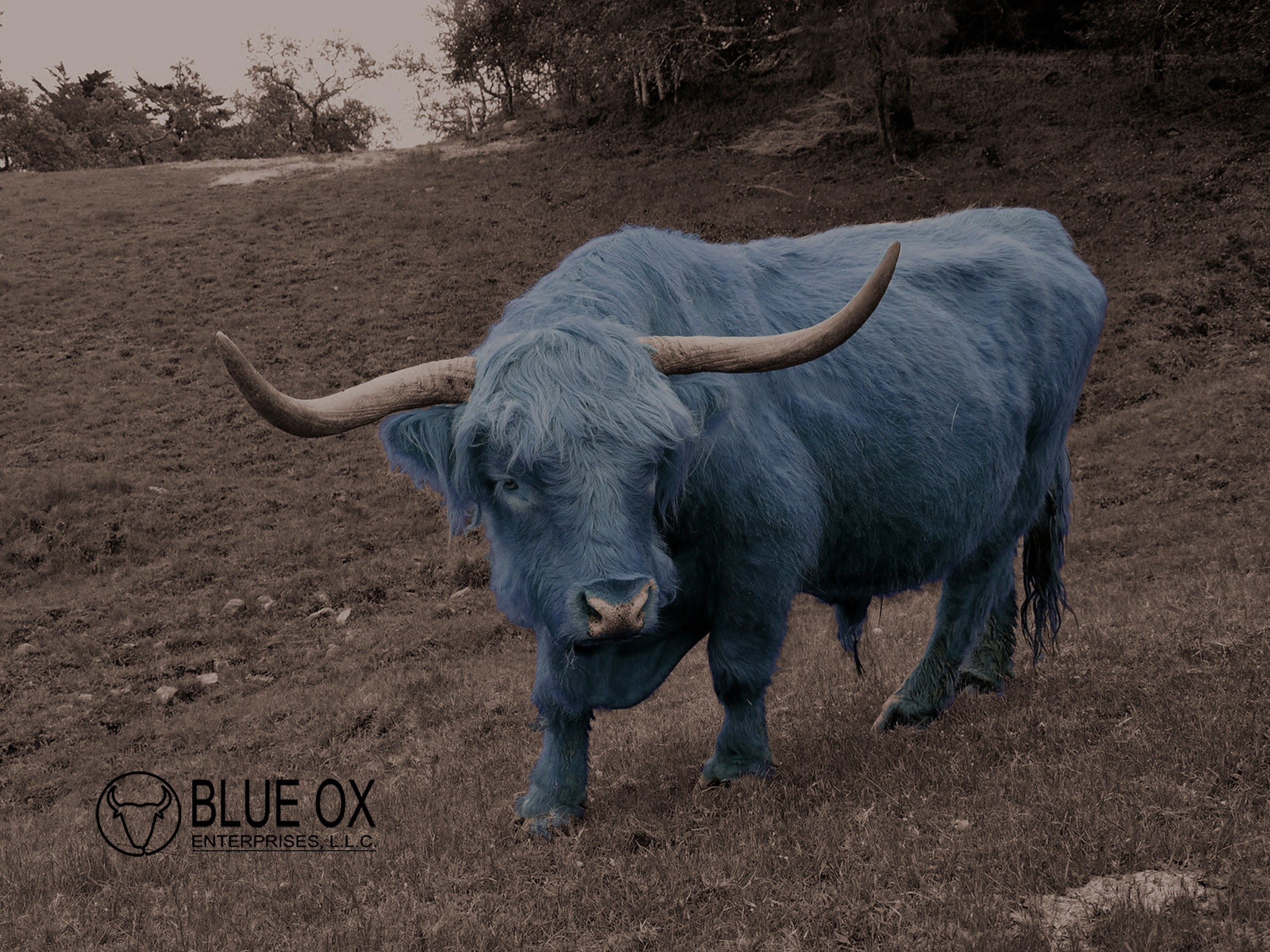 Blue Ox About Us