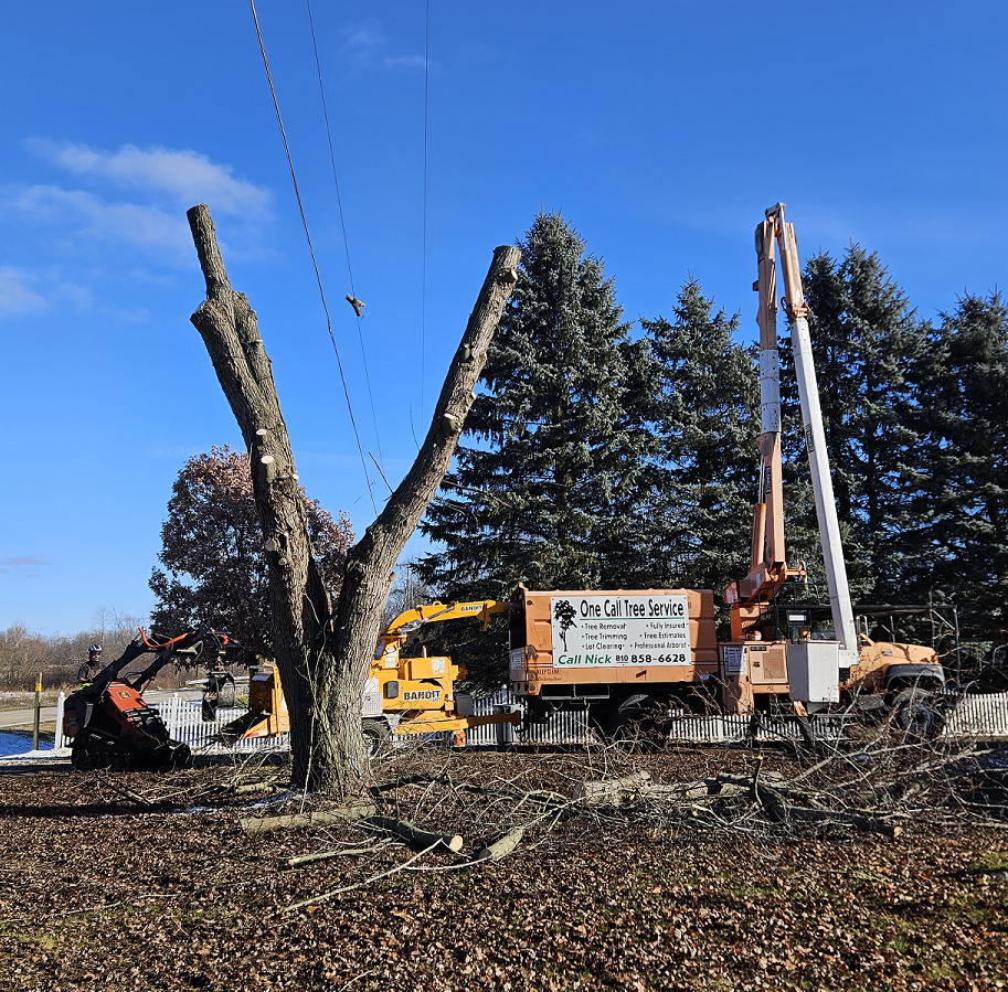 Home One Call Tree Service Mid Michigan Tree Experts