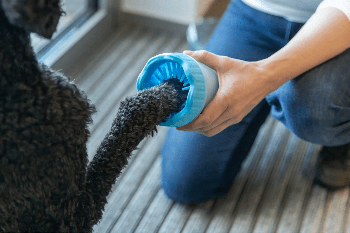 Top 7 HighDemand Dropshipping Pet Products & Suppliers [2023