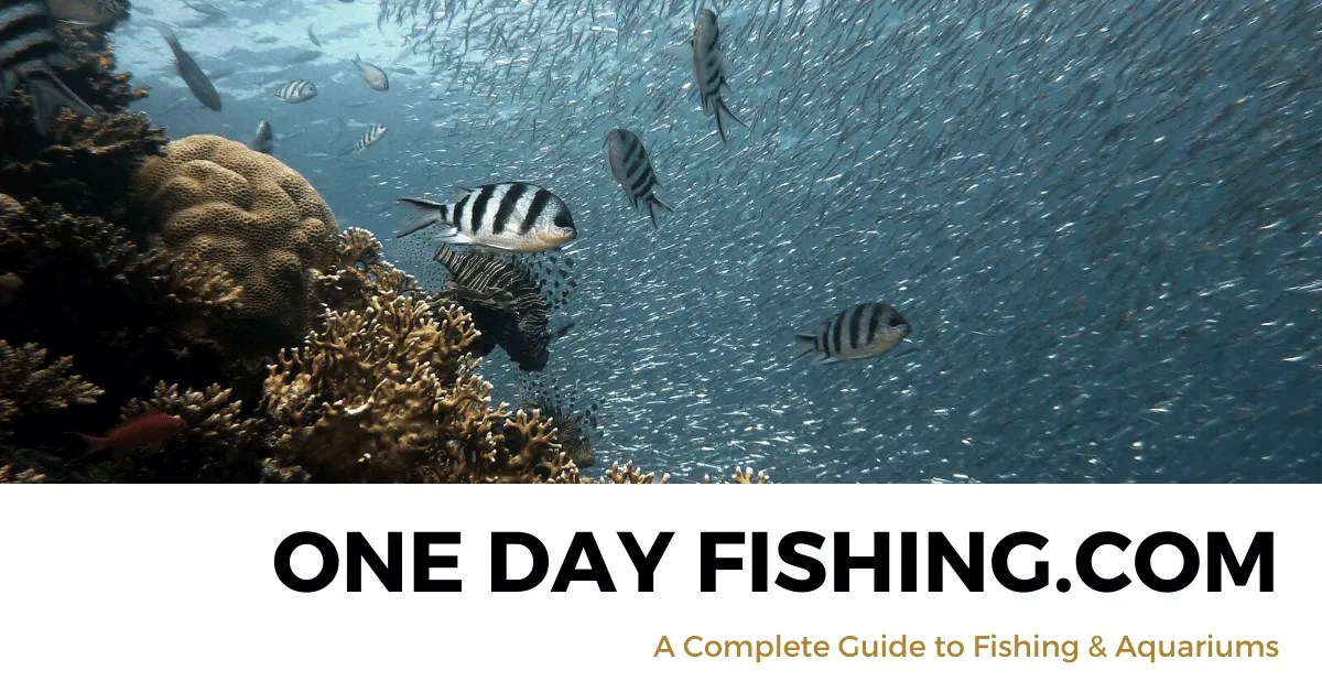 A StepbyStep Guide To Obtaining A NonResident Fishing License In New York