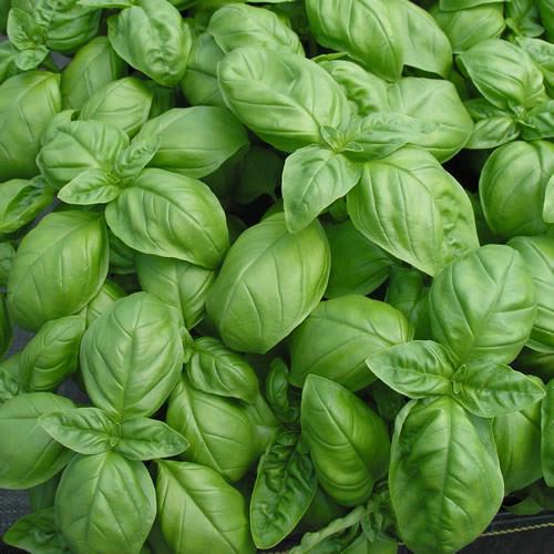 Basil, Italian One Drop Farm