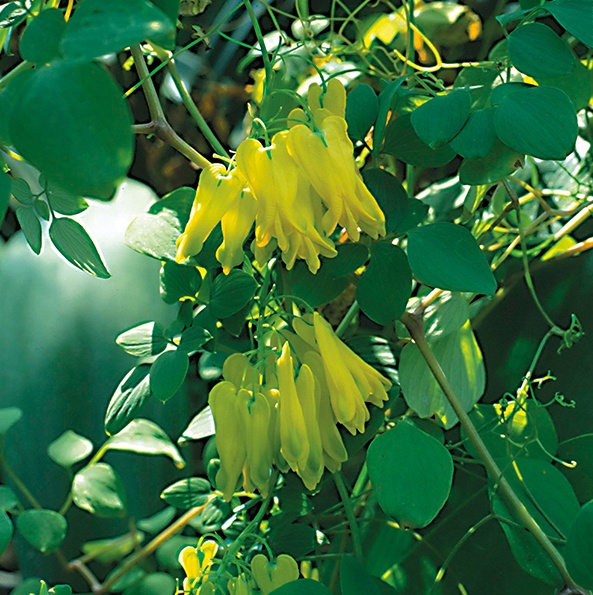 Dicentra scandens ‘Climbing Yellow’ Bleeding Heart One Earth Botanical