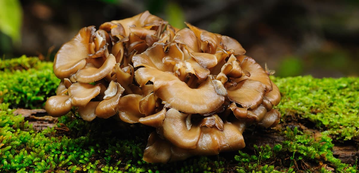 Maitake Health Benefits Organic Ingredients One Farm