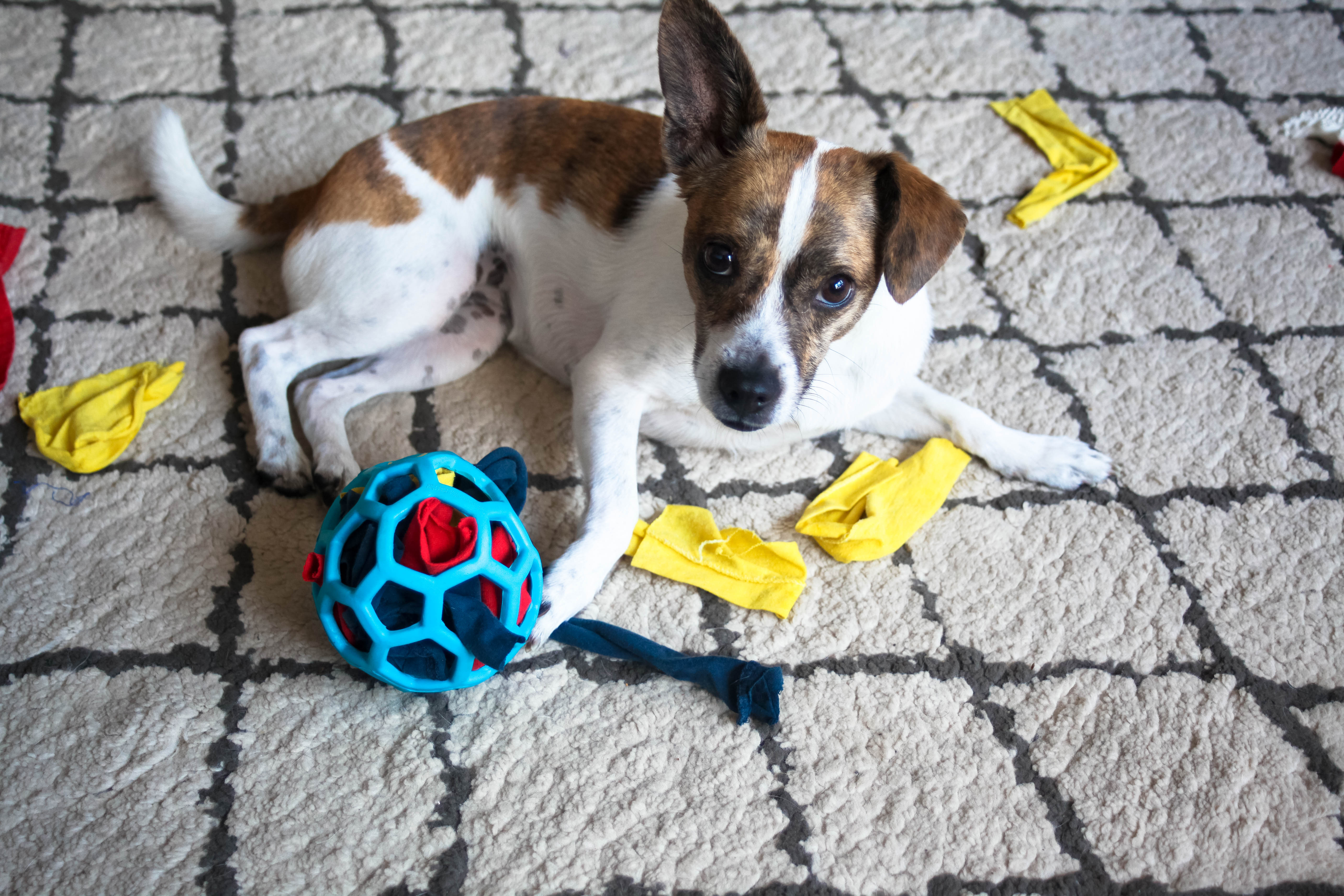 puzzle toy One Floppy Ear