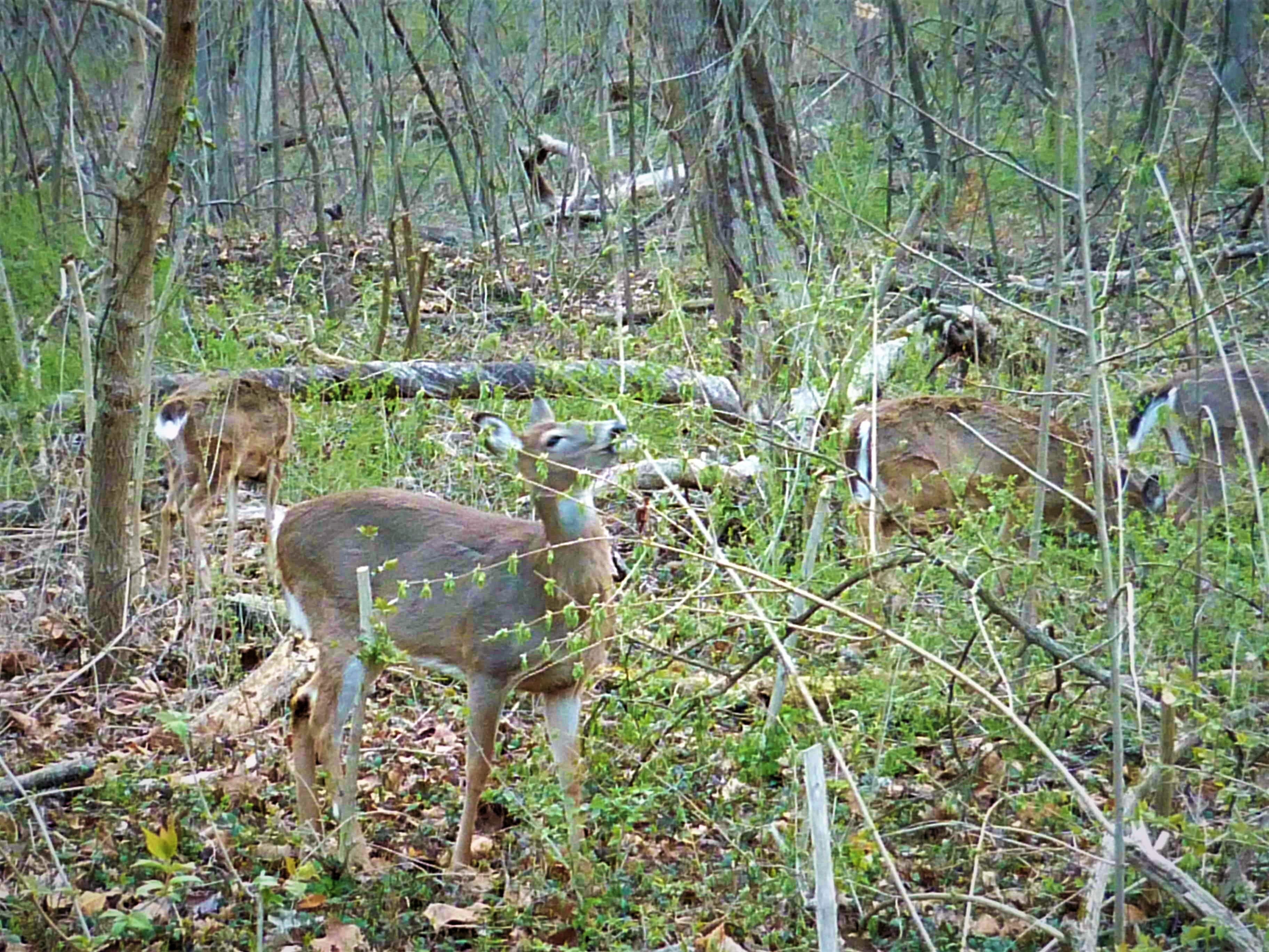 11/20 What the Deer Don’t Eat… one forest fragment