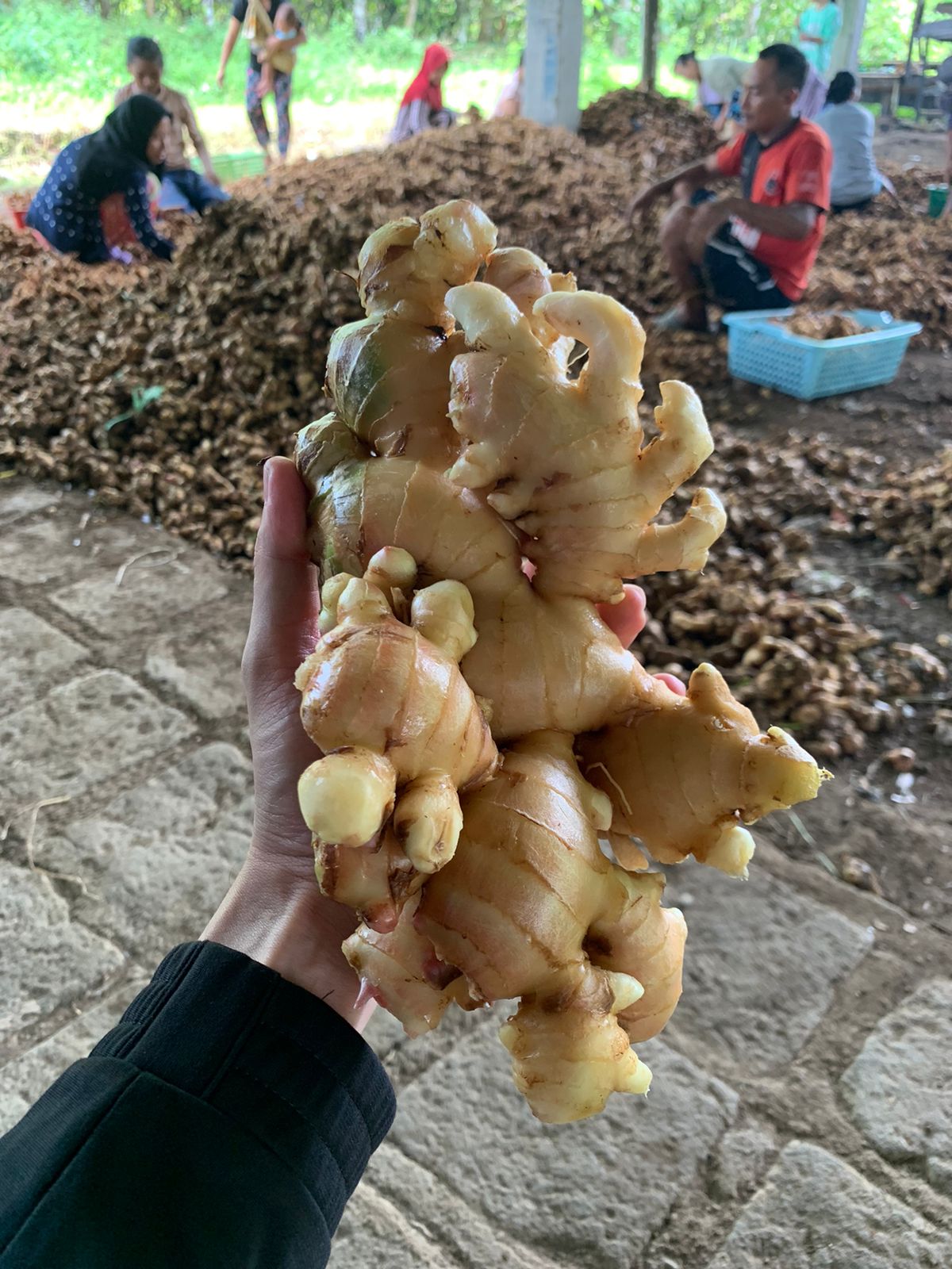 Fresh Giant Ginger One Global Spices