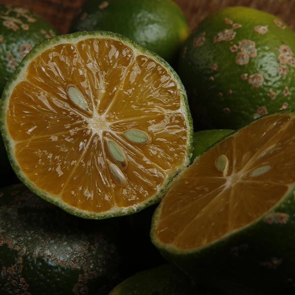 Borneo Rangpur Citrus Tree One Green World