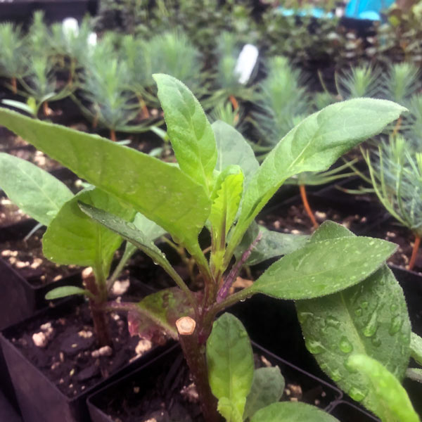 Longevity Spinach available now at One Green World