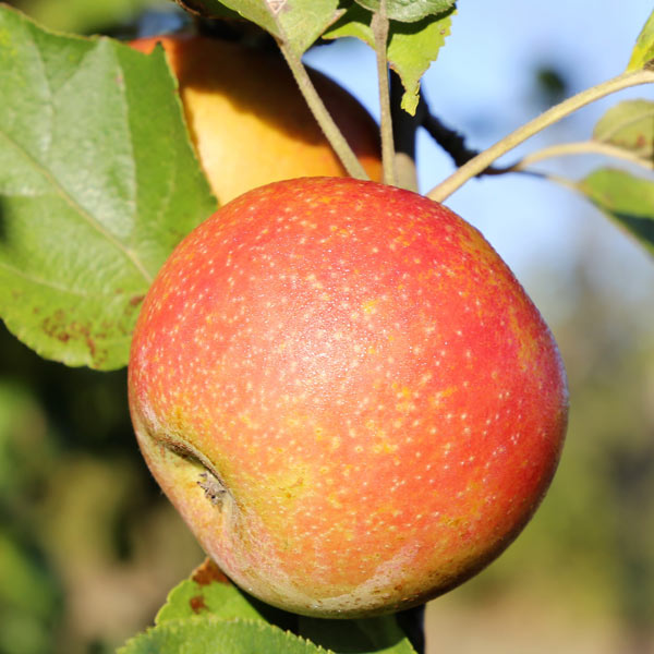 King Apple Tree One Green World