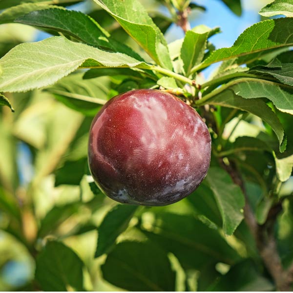 Weeping Santa Rosa Japanese Plum Tree One Green World