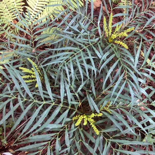 Soft Caress Mahonia One Green World