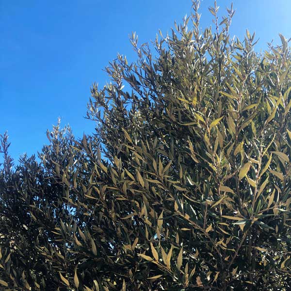 Silver Leaf Oak Tree now available at One Green World