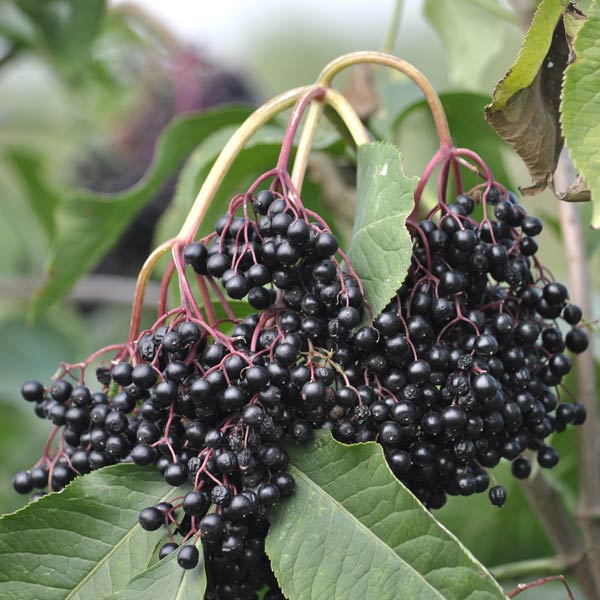 Sampo European Elderberry One Green World