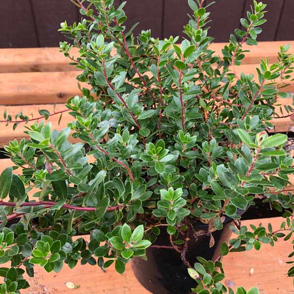 Emerald Carpet Manzanita One Green World