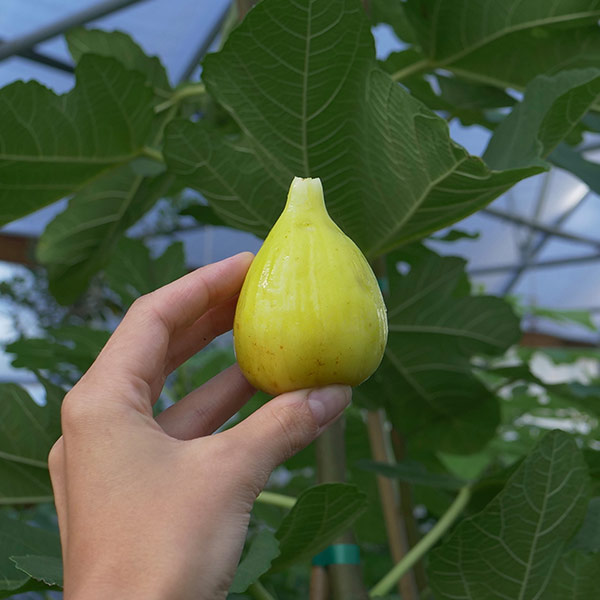 278128 Fig Tree One Green World