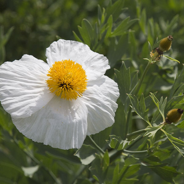 California Tree Poppy One Green World