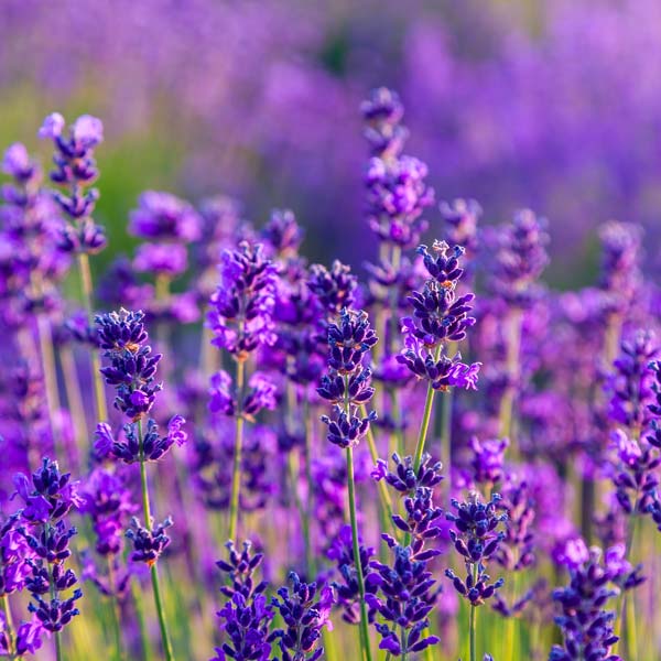 Phenomenal Lavender available now at One Green World Nursery